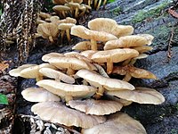 Hawai mushrooms.