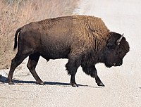 Prairie Bison