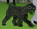 Black Russian Terrier or Giant Schnauzer