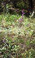 Cephalanthera rubra Habitat