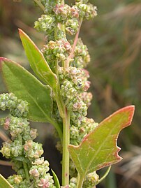 C. album (White goosefoot)