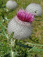 Wollige beharing bij wollige distel