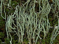 Greenish lichen comprising erect podetia growing on ground with mosses