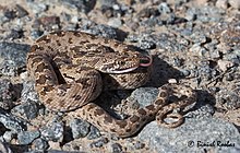 Diadem snake from Ras Al Khaimah, United Arab Emirates