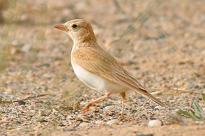 A Dunn's Lark, Aousserd road, Western Sahara