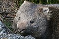 TdM 02/11: Wombat