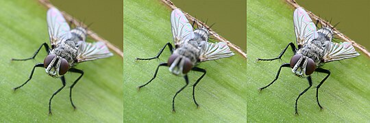 Focus stacking Tachinid fly