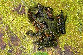 Leiopelmatida (Hochstetter's Frog), one of many biological families endemic to New Zealand