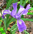 Iris douglasiana