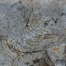 Brown crescent-shaped chatter marks on a formation of gray sandstone.