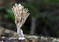 Lentaria micheneri