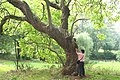 Catalpa bignonioides