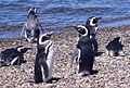 Magellan-Pinguine am Strand von Valdés