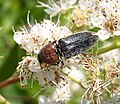 Melanotus leonardi, Maine