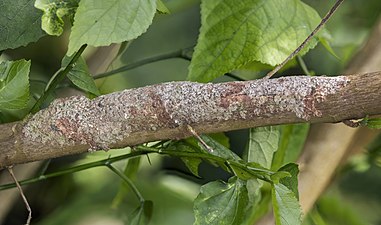 hidden on branch, Montagne d’Ambre