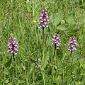 Orchis × hybrida Hybride: Orchis militaris × Orchis purpurea