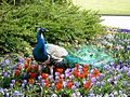 Ein Pfau auf der Insel Mainau im Bodensee