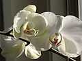 A moth orchid in bloom.