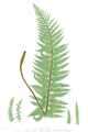 Polystichum aculeatum (Soft Shield Fern)