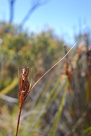 Flowering head (inflorescence)