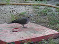 Halbmondtaube Red-eyed Dove