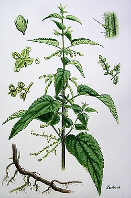 Urtica dioica subsp. dioica