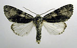 Acronicta alni – Specimen