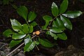 Aglaia mariannensis leaves and mature fruit. Saipan