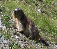 Alpafjallamúrmeldýr (Marmota marmota)