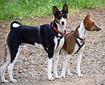 Tri-colour (left) and red Basenjis