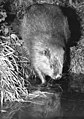 Bever Foto: Deutsches Bundesarchiv