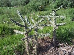 Cholla (Cardón).