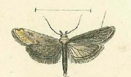 Cochylimorpha elongana