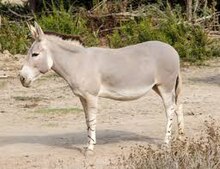 An African wild ass, the ass that Luqman talks about.