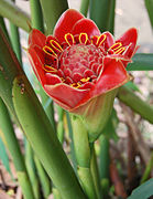 Etlingera hemisphaerica