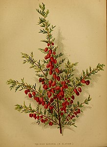 Boronia elatior, Vol 10 van The Garden, 1876