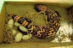 Egg deposit in captivity