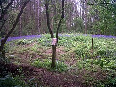 Gotham cuckoo bush mound