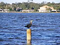 Double Crested Cormorant