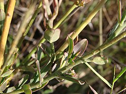 Krameriaceae (Zygophyllales)