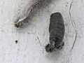 Magpie moth (Nyctemera annulata) cocoon