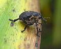 Weißpunktiger Schwertlilienrüssler (Mononychus punctumalbum)