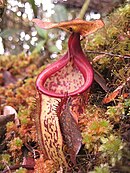 Nepenthes macfarlanei; Malezja