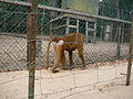 Guinea-Pavian Guinea Baboon