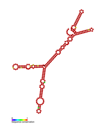 Listeria snRNA rliI: Predicted secondary structure taken from the Rfam database. Family RF01487.