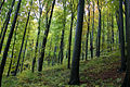 Beech forest on the slopes of the mountain