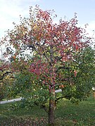 Ganzer Baum im Obstgarten