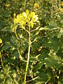 Sinapis alba inflorescence