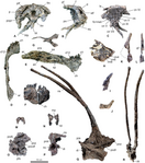 Skeletal elements of the holotype