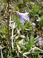 Soldanella alpina